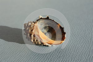 Seashell of sea snail widemouth rockshell or wide-mouthed purpura, wide-mouthed dye shell Plicopurpura patula on a blue background photo