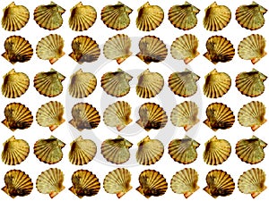 Seashell seamless pattern on a white background