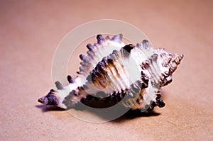 Seashell. Seashell. One shell. Souvenir shell. Marine life. The inhabitants of the sea. Brown and white shell