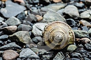 Seashell Seashell By The Seashore