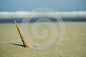 Seashell on the seashore