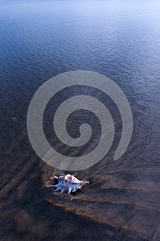 Seashell on Seashore