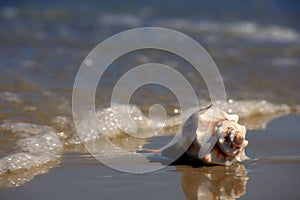 Seashell on the Seashore