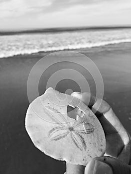 Seashell by the Seashore in Black and White