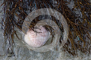 Seashell, seaweed and sand