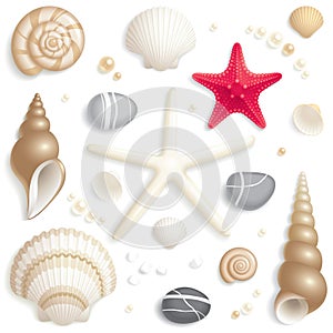 Seashell set