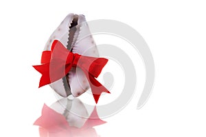 A seashell in the shape of a vagina tied with a red bow. The concept of female health and beauty. photo