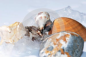 Seashells among glaciers.