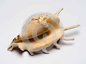 Seashell  - spider conch Lambis lambis, isolated on white background, exotic sea shel with spikes, beige with a brown pattern