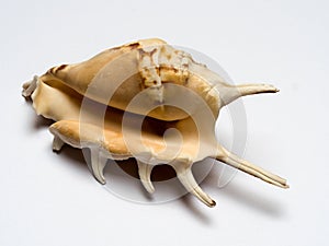 Seashell  - spider conch Lambis lambis, isolated on white background, exotic sea shel with spikes, beige with a brown pattern