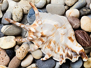 Seashell  - spider conch Lambis lambis,laid on the beach pebbles, exotic sea shel with spikes, beige with a brown pattern