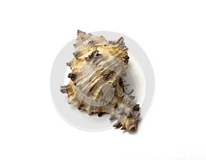 Seashell with spikes on a white background