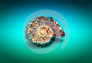 Seashell spun in a spiral