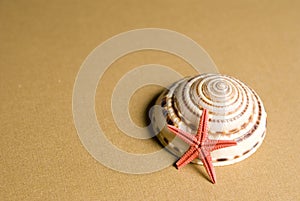 Seashell and starfish