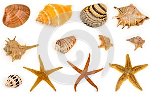 Seashell and starfish