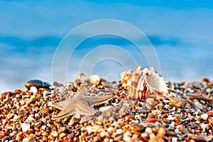 Seashell and starfish on a pebble beach on sea background