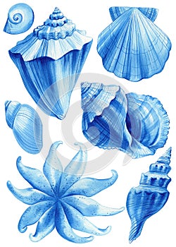 Seashell, starfish, scallop. Sea creatures set watercolor illustration. Hand drawn blue ocean clipart elements design