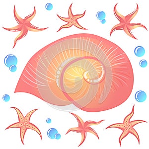 Seashell and starfish set. Vector marine collection.