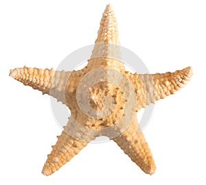 Seashell starfish top view isolated on white background with clipping path