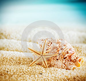 Seashell and starfish on a tropical beach