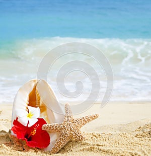 Seashell and starfish with tropical flowers on sandy beach