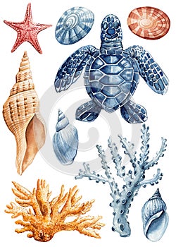 Seashell, starfish, turtle and coral watercolor clipart. Beautiful Marine set. Design elements isolated white background