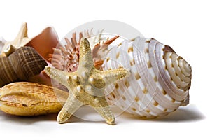 Seashell Still Life