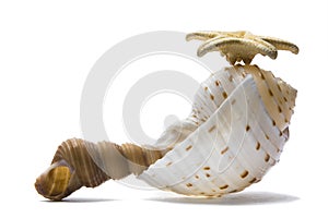 Seashell Still Life