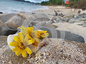 Seashell and stone at the white sand beach