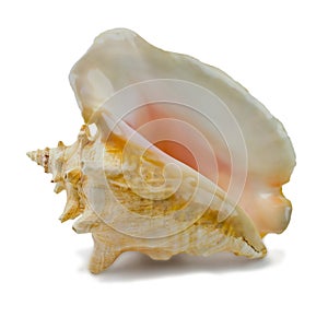 Seashell Strombus gigas