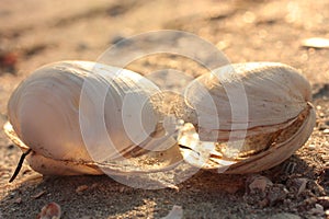 Seashell. Sunset, Soft, selective focus