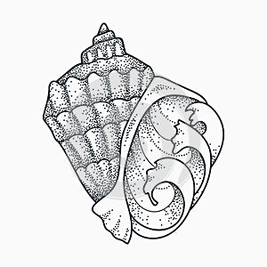 Seashell tattoo design.