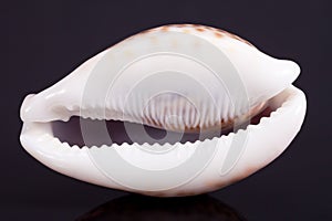 Seashell of tiger cowry isolated on black background