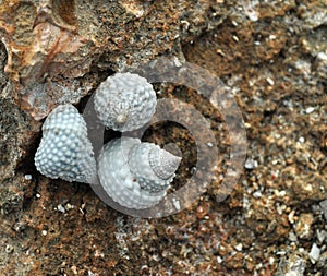 Seashell trio on the coast