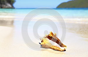 Seashell tropical beach