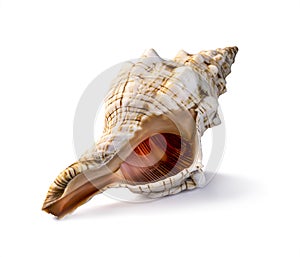 Seashell trumpet isolated on the white background