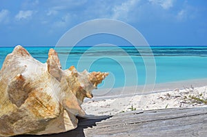 Seashell with a turquoise stunning sea behind, Turks and Caicos