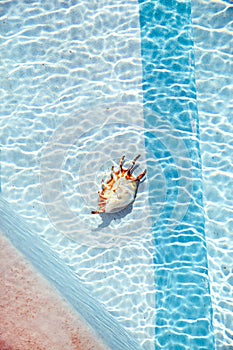 Seashell underwater on the bottom of swimming pool, ripples on water