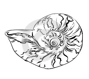 Seashell. Vector Hand draw black and white clip art isolated on transparent background