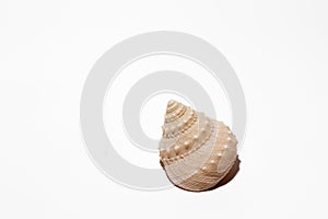 Seashell