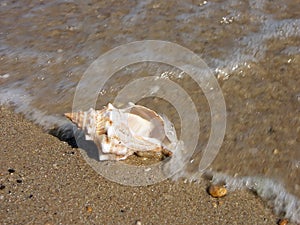 Seashell washed ashore