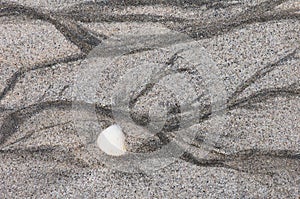 Seashell and water patterns on the beach