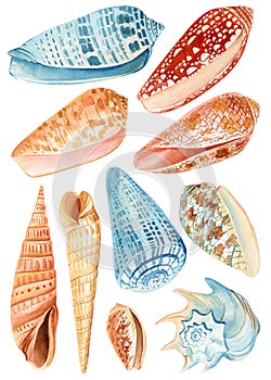 Seashell, Watercolor hand drawn colorful sea shells isolated on white background. blue ocean clipart elements design