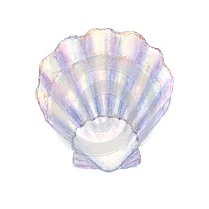Seashell watercolor illustration. Watercolor hand drawn sea shell isolated on white background