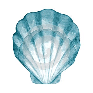 Seashell watercolor illustration. Watercolor hand drawn sea shell isolated on white background