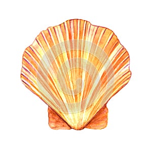 Seashell watercolor illustration. Watercolor hand drawn sea shell isolated on white background