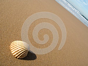 Seashell on wet sand