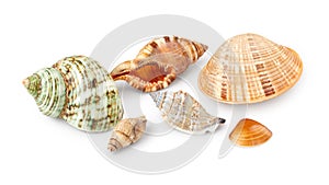 Seashell on white