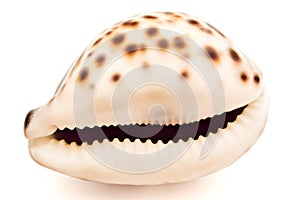 Seashell on white