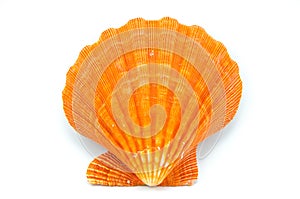 Seashell on white background